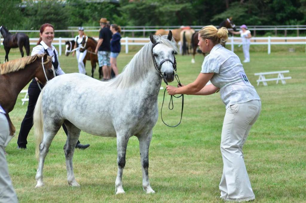 Výstavnictví a chov velšských pony Organizovaní mezinárodních výstav