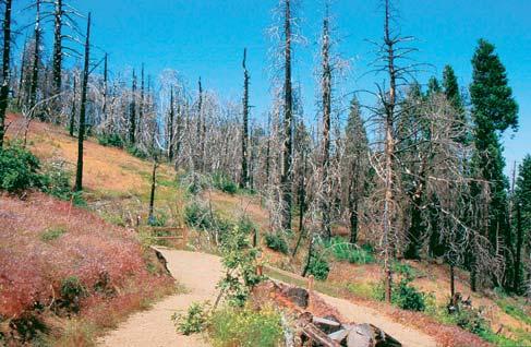 Forest Service na vývoji a zpřesňování modelů pro chování a šíření požárů ve volné přírodě v závislosti na terénu, meteorologických parametrech a vegetačním pokryvu (hrubé rozdělení na les,