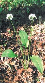 Time course of the increase of the number of flowers in the population of Yellow anemone (Anemonoides ranunculoides). Location No 2.