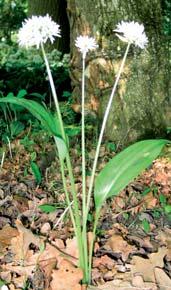 Sněženka předjarní (Galanthus nivalis) lokalita 4 a 5 Na obou lokalitách byla sněženka předjarní pravidelně zastoupena a v období 1961 1999 byli