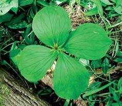 Vraní oko čtyřlisté (Paris quadrifolia) lokality 1 5 Vraní oko čtyřlisté bylo zastoupeno na všech pěti lokalitách.