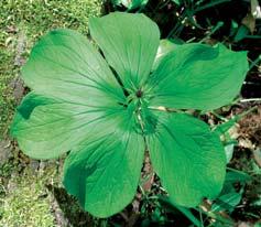 Herb Paris (Paris quadrifolia) with four to seven leaves from location No 5. Photo taken: 23 April 2000. Obr.
