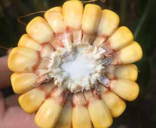 kukurice soufflet seeds ITEA Hybrid: dvouliniový Typ zrna: koňský zub Rajonizace: K, Ř Suma efektivních teplot (6 C): Kvetení 890 C Zrnová zralost (vlhkost 32 %) 1750 C FAO 290z Počet zrn v řadě 33