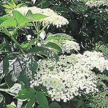 Snovými bramborami přelitými máslem bývají zdravou pochoutkou. Kosmatici můžeme ale osmažit inasladko Italové tomu říkají fiori di sambuco fritti.