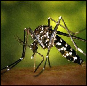 Primární preventivní opatření Neexistuje komerční dostupná vakcína k prevenci Zika virus (několik je v