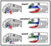 Evo-Devo aspekty onto/fylogeneze