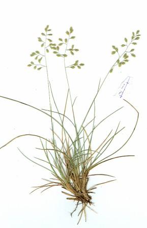 Festuca ve střední Evropě Petr Šmarda, MU Brno