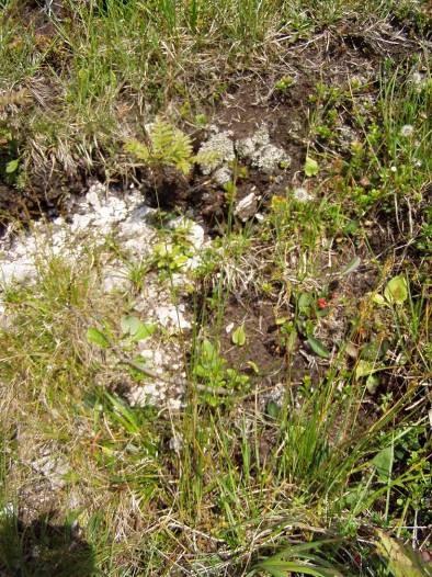 Festuca