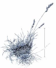 Festuca