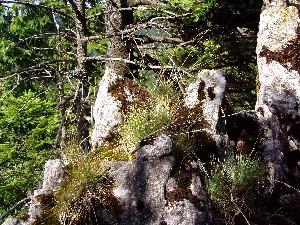 Festuca
