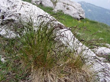 Festuca