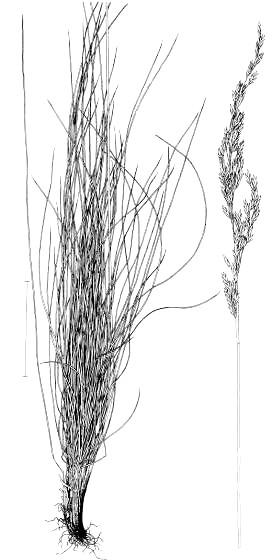 Festuca