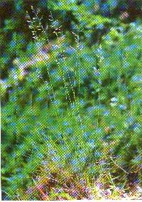 Festuca
