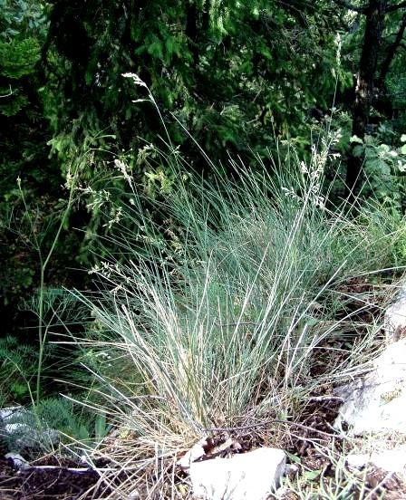 Festuca