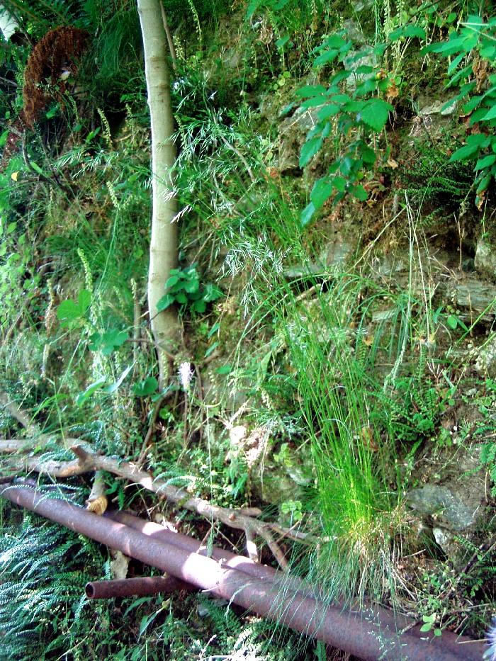 Festuca