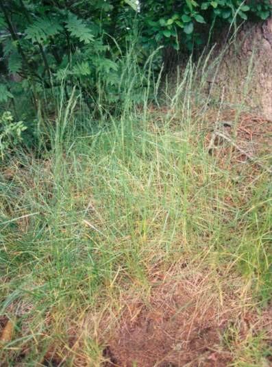 Festuca