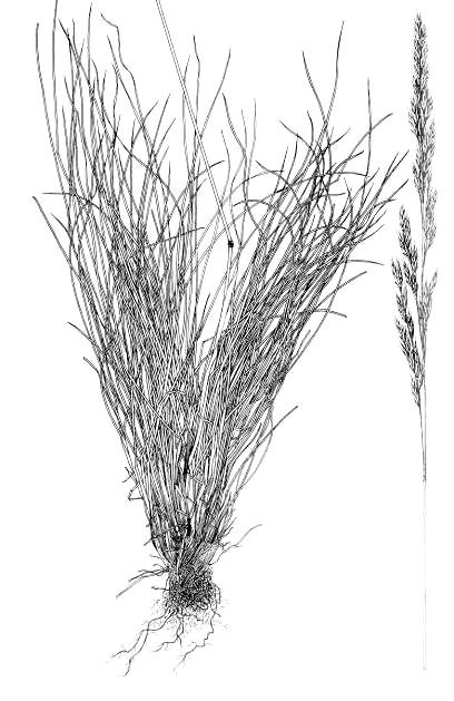 Festuca