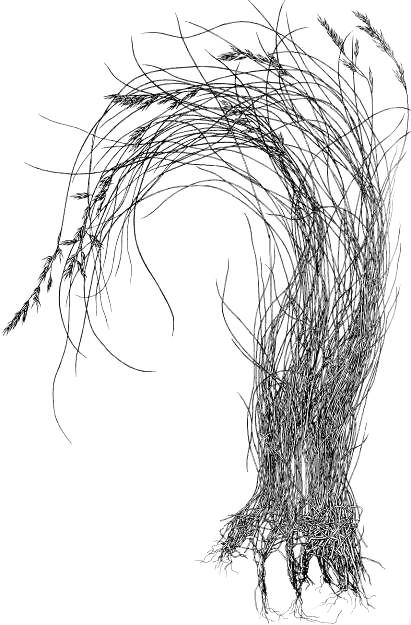 Festuca