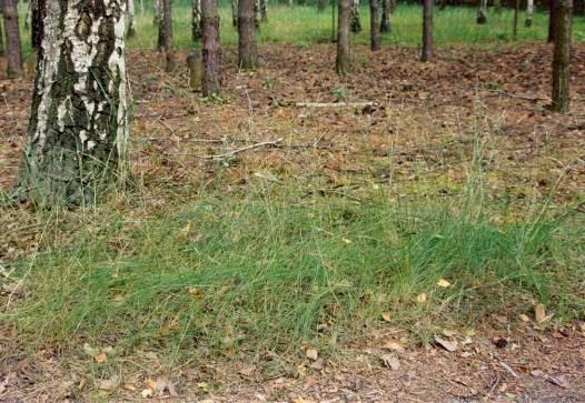 Festuca