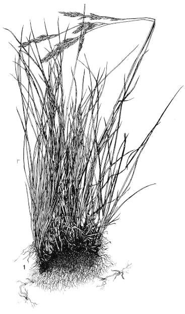 Festuca