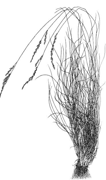 Festuca