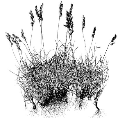 Festuca