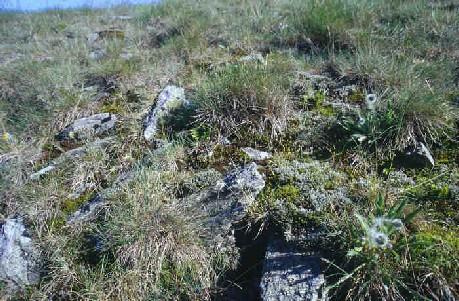 Festuca supina