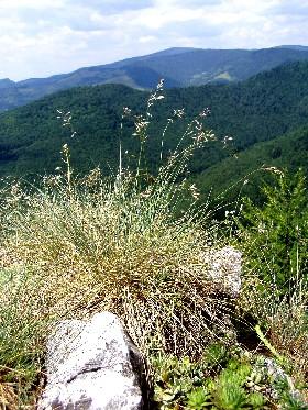 Festuca
