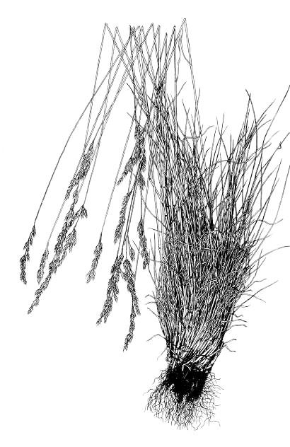Festuca
