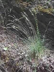Festuca