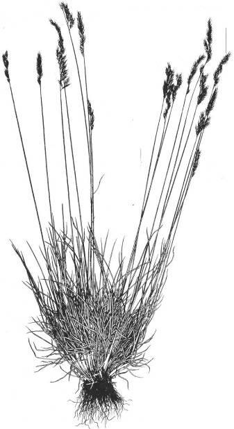 Festuca