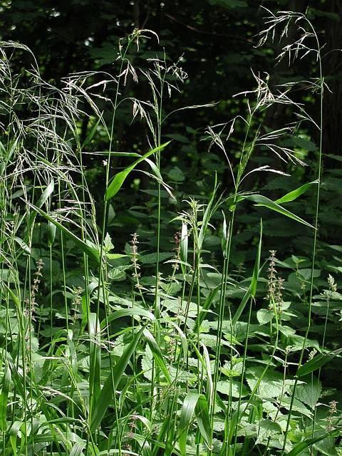 Festuca