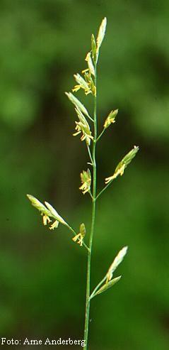 Festuca