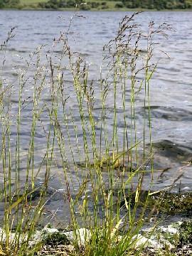 Festuca