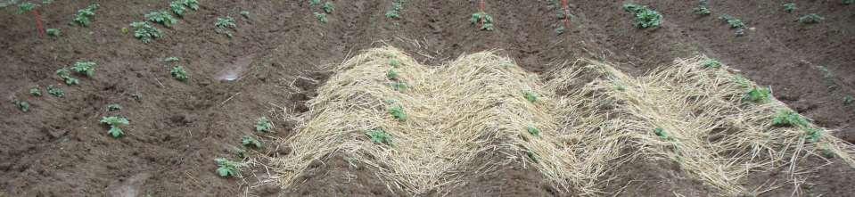 Hrázkování Sláma 4,5 t/ha Sláma 2,5 t/ha Zachycený sediment půdy (g na parcelku) 400 350 300 250 200 150 100 50 0 Vliv hrázkování a slaměného mulče na smyv půdy (ČZU