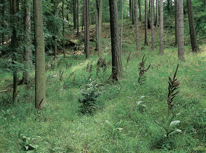 Okres Kladno Národní pfiírodní GEOLOGIE Údolí bylo vytvofieno zpûtnou erozí.