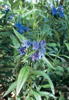 Kamejka modronachová (Lithospermum purpurocaeruleum) je druh teplomilné doubravy. dobn okraj kfiídov ch sedimentû svou strmostí, ãetn mi odtrhy slínovcov ch blokû a sesuvy.