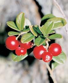 Stfiední âechy GEOLOGIE Jde o morfologicky znaãnû rozrûznûn georeliéf vznikl pûsobením vodní eroze na kfiídové (svrchní cenoman a spodní turon) písãité slínovce a pískovce.