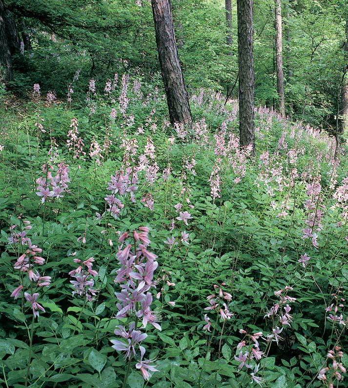 Dfiín jarní (Cornus mas), typick druh teplomilné doubravy, je dal ím druhem, kter vytrval na svahu rokle pfies rûzné lesnické zásahy.
