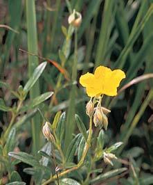 KVùTENA Území pfiírodní památky pokr vá subtermofilní Devaterník velkokvût tmav (Helianthemum grandiflorum subsp. obscurum) patfií k druhûm teplomiln ch trávníkû.