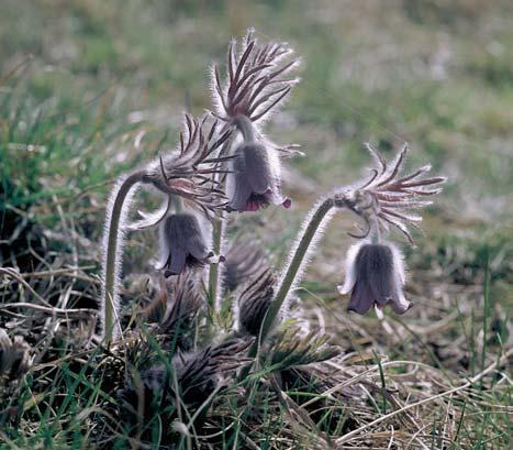 travinné spoleãenstvo s dominantním ovsífiem luãním (Helictotrichon pratense) a hojn m v skytem koniklece luãního ãeského (Pulsatilla pratensis subsp. bohemica).