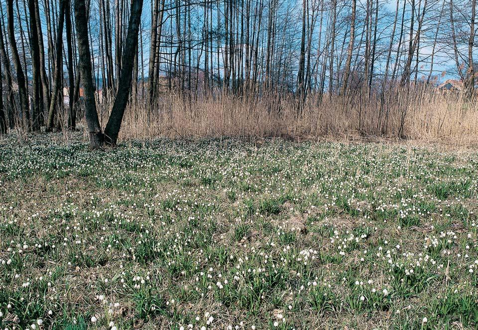 Stfiední âechy Velké porosty bledule jarní (Leucojum vernum) v baïinné ol- inû jsou hlavním motivem ochrany tohoto území.