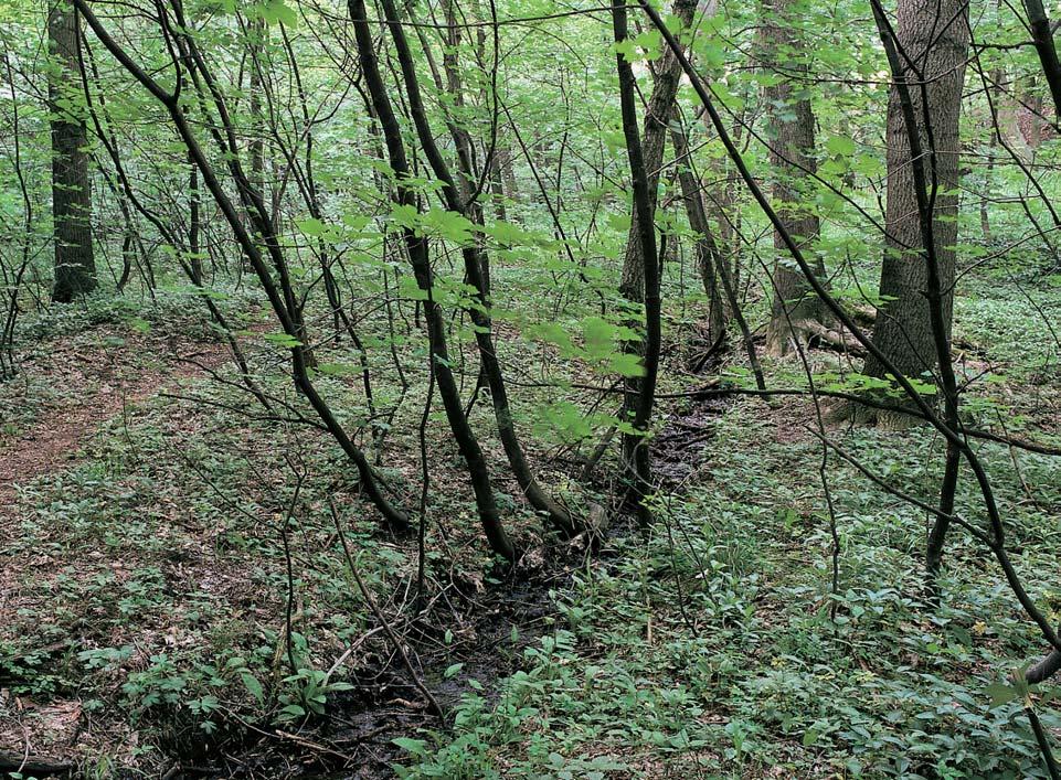 Na spodní hranû území je vyvinut pramenn horizont, a proto je toto území stabilnû zamokfiené. Vyvinuty jsou gleje, na svazích potom pararendziny a kambizemû.