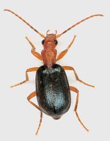 KVùTENA Území pfiírodní památky charakterizuje mozaika druhovû bohat ch xerotermních bylinn ch spoleãenstev (Festucion valesiaceae a Bromion erecti), na ãásti lze vymezit spoleãenstvo Scabioso