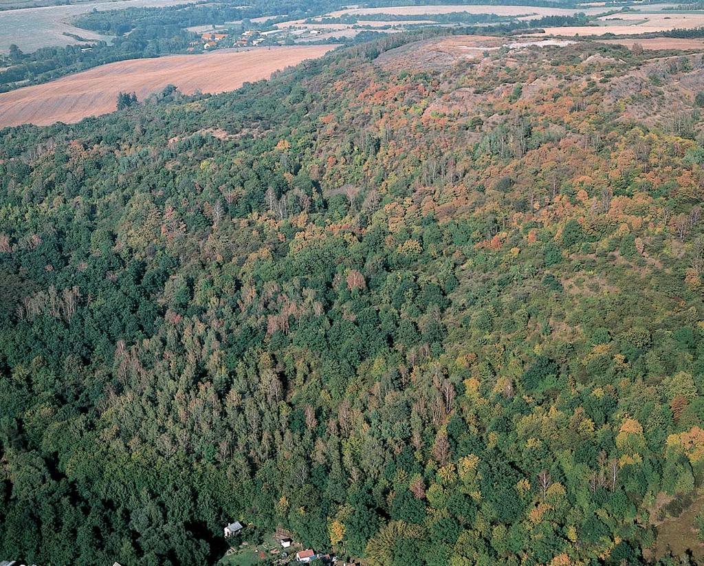 Stfiední âechy Celkov pohled na tfietihorní sopku Vinafiickou horu. OÏanka kalamandra (Teucrium chamaedrys) je drobn vytrval kefiíãek, kter kvete ve vrcholném létû ozdobn mi ãervenofialov mi kvûty.