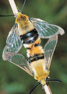 Na hlub ích pûdách se pak uplat- Àuje bûlozáfika liliovitá (Anthericum liliago), p r prostfiední (Elytrigia intermedia), rozrazil rozprostfien (Veronica prostrata), rozrazil klasnat