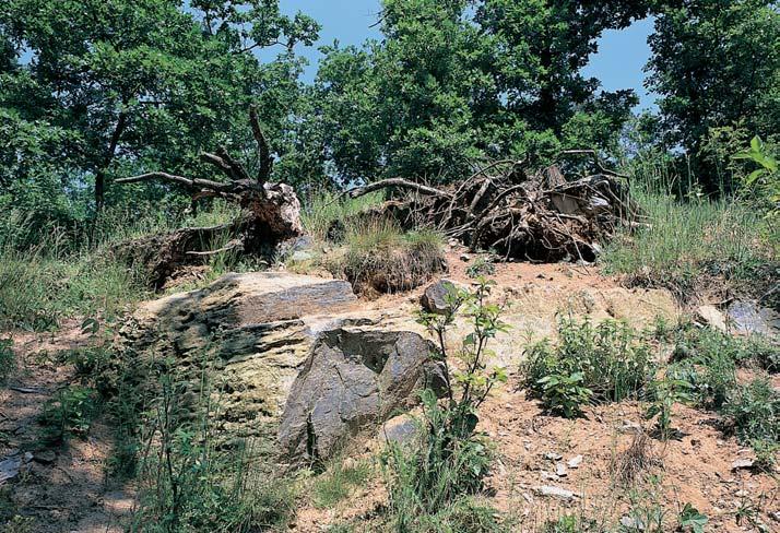 GEOLOGIE Území je tvofieno jámov m lûmkem (délka 50 m, ífika 6 m, hloubka 4 m), kter byl zaloïen v prekambrick ch (neoproterozoick ch) silicitech (buliïnících).