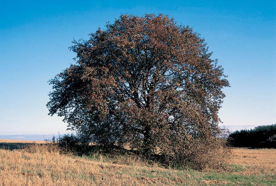 Stfiední âechy Památné stromy. Dub letní, k. ú. Blevice, p. ã. 345/, u Blevického rybníka. O: 3 cm, Vs: 5 m, S: 00 let.. Dub letní, k. ú. Bra kov, osada Valdek, p. ã. 64/7, v lesním porostu u silnice Valdek DruÏec, 400 m západnû od centra Valdeka.