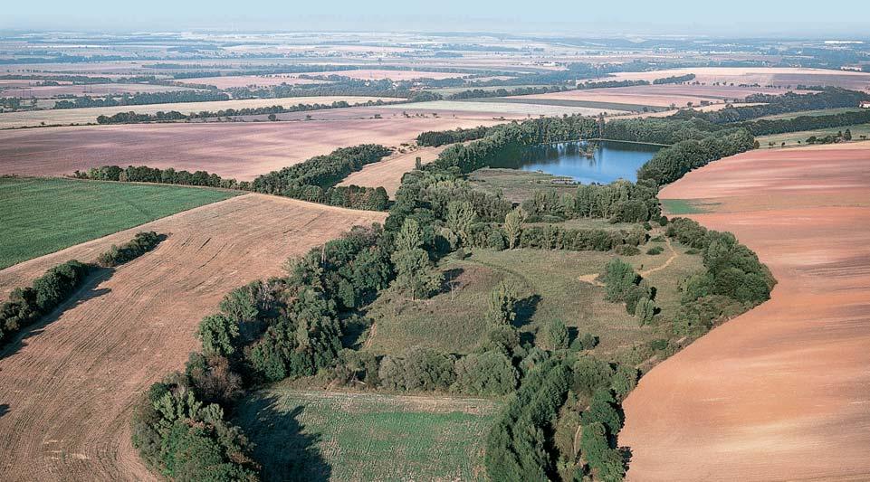 Stfiední âechy 3 Hob ovick rybník je izolovanou lokalitou v zemûdûlské krajinû, dûleïitou pro tah ptactva. Kyprej obecná (Lythrum salicaria) je hojn ífiící se druh rybniãních okrajû a bfiehû fiek.