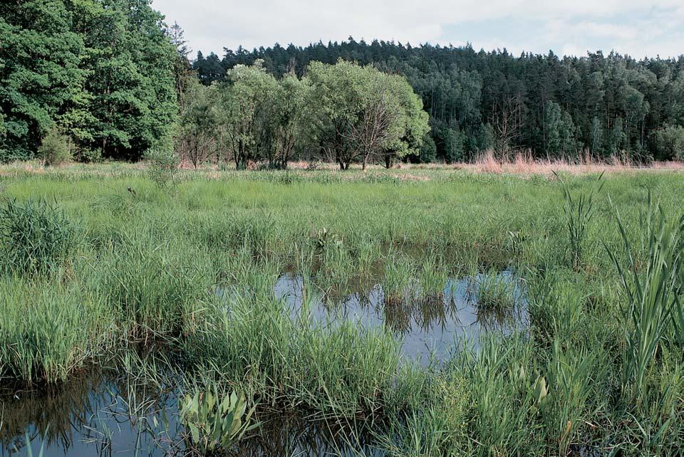 Stfiední âechy Celkov pohled na periodick mokfiad Kalspot. Bazanovec kytkokvût (Naumburgia thyrsiflora) je typickou rostlinou ostfiicov ch baïin, v poslední dobû stále vzácnûj í.